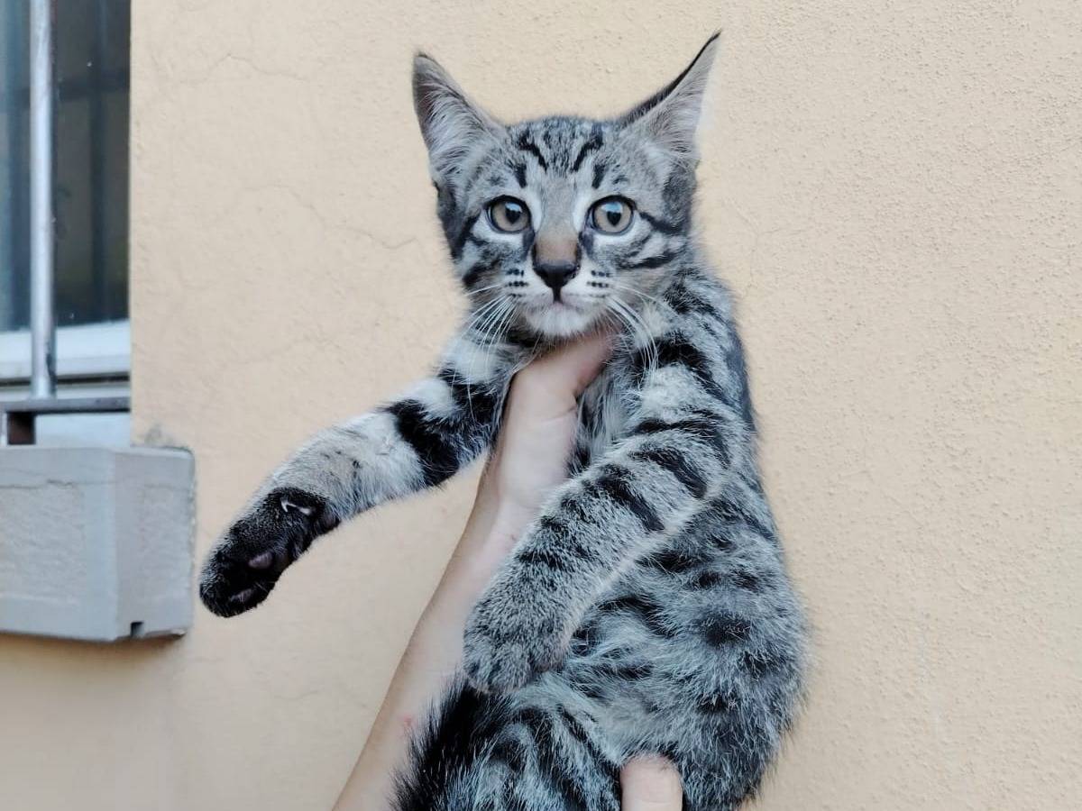 Adotta un gatto, taglia non valida, maschio, Brescia