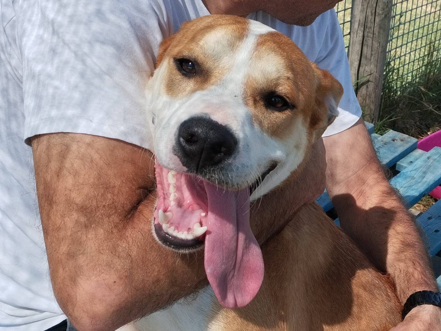 Adozione cane, maschio, Razza sconosciuta Razza sconosciuta, 6 mesi, taglia media, Latina