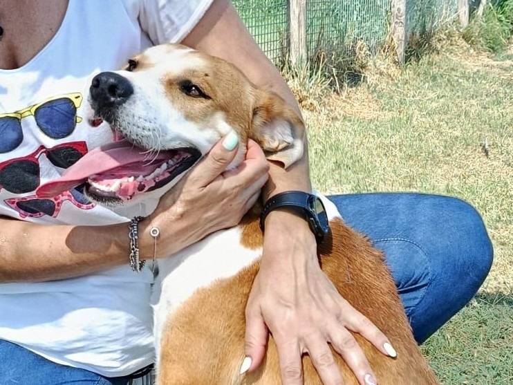 Adotta un cane, maschio, 6 mesi, Latina