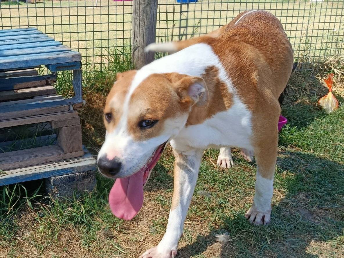 Adotta un cane, taglia media, maschio, Latina