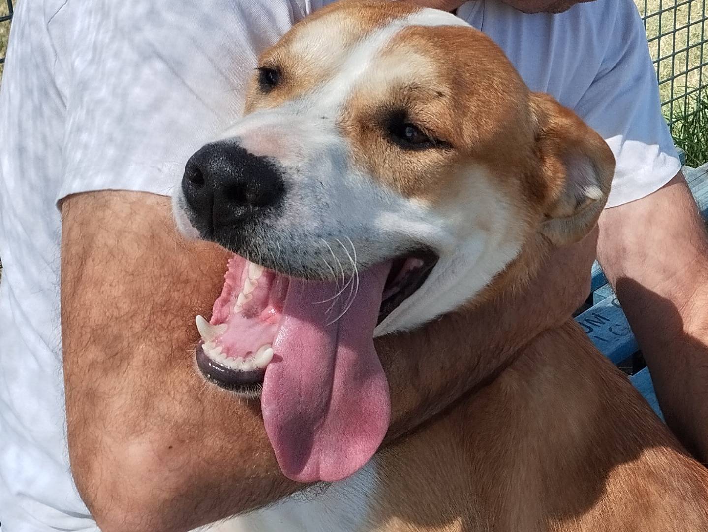 Vuoi adottare un cane a Latina?