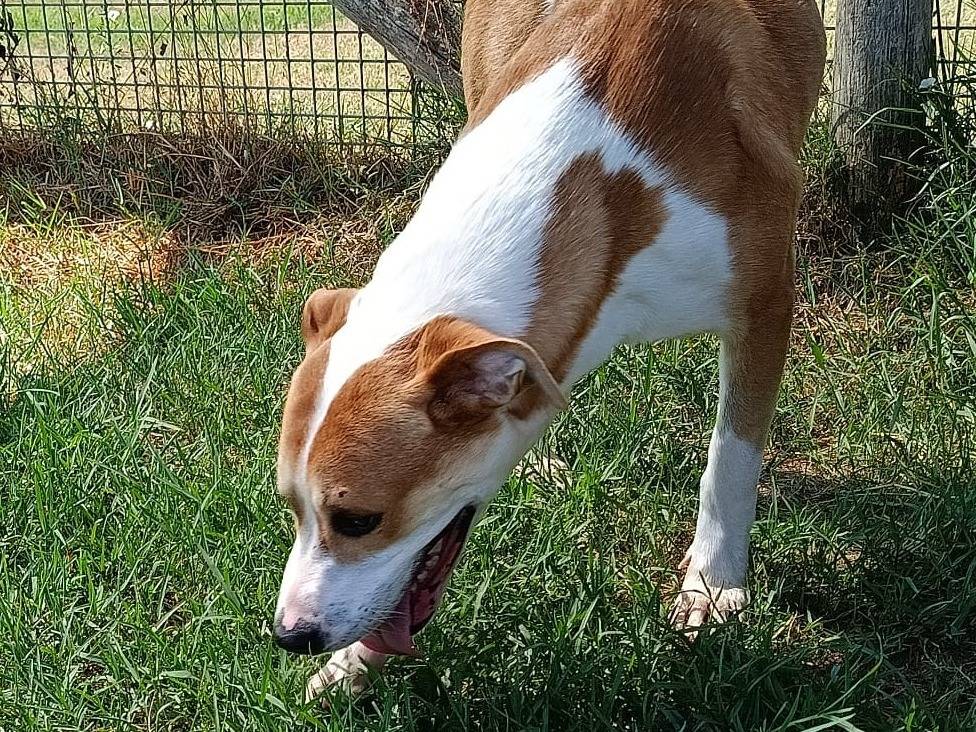 Adotta il cane ENO a Latina