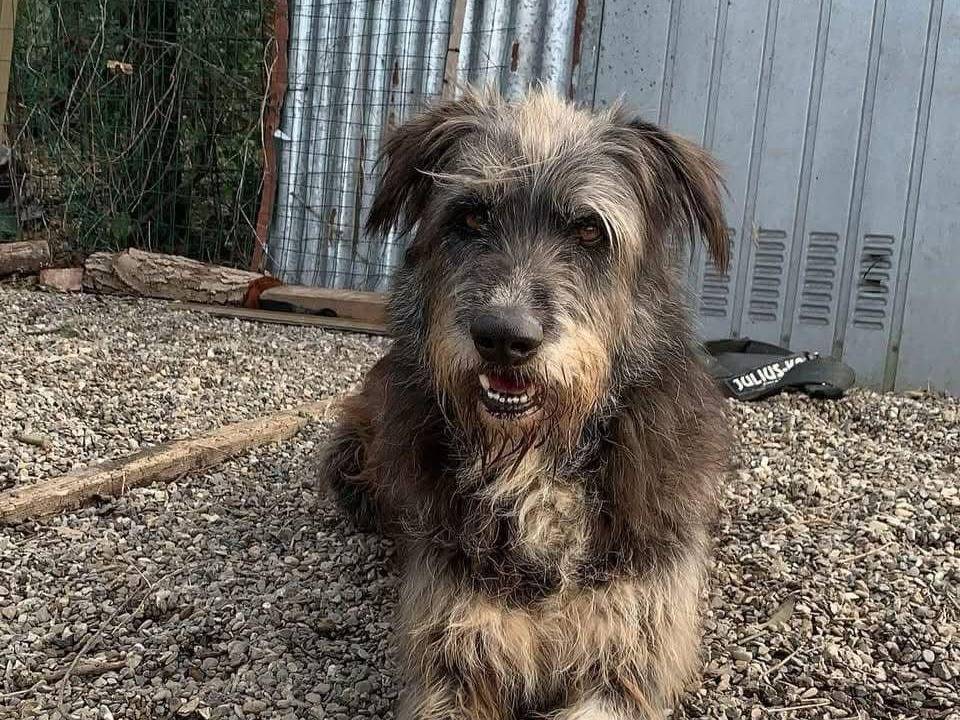Adozione cane, maschio, Razza sconosciuta Razza sconosciuta, 6 anni e 8 mesi, taglia gigante, Crotone
