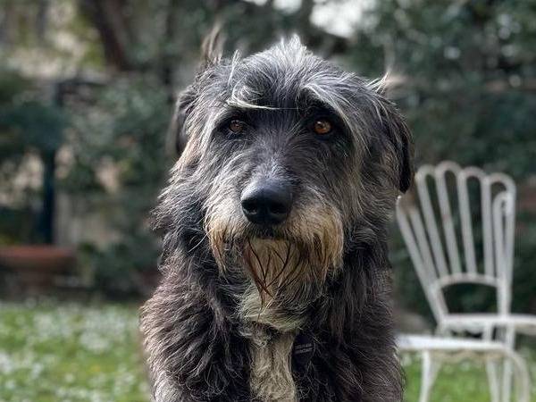 Adotta il cane Benji  a Crotone