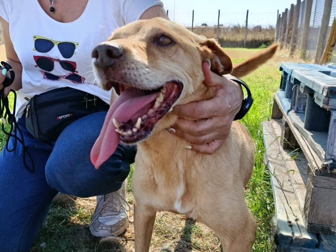 Adozione cane, femmina, Razza sconosciuta Razza sconosciuta, 12 anni, taglia media contenuta, Latina
