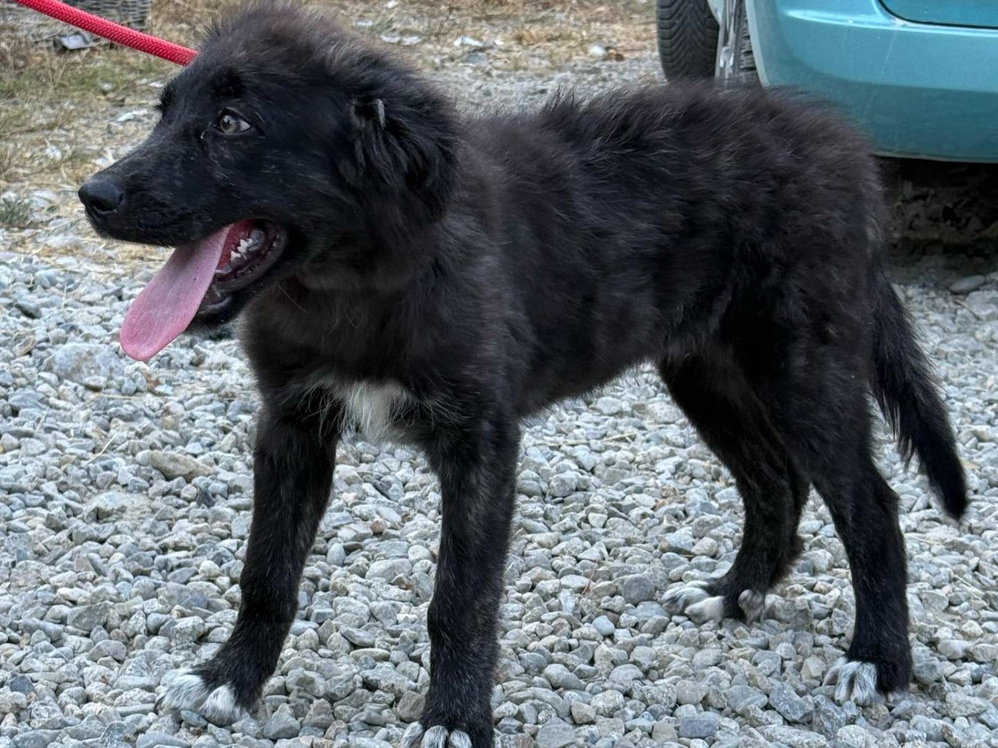 Vuoi adottare un cane a Crotone?