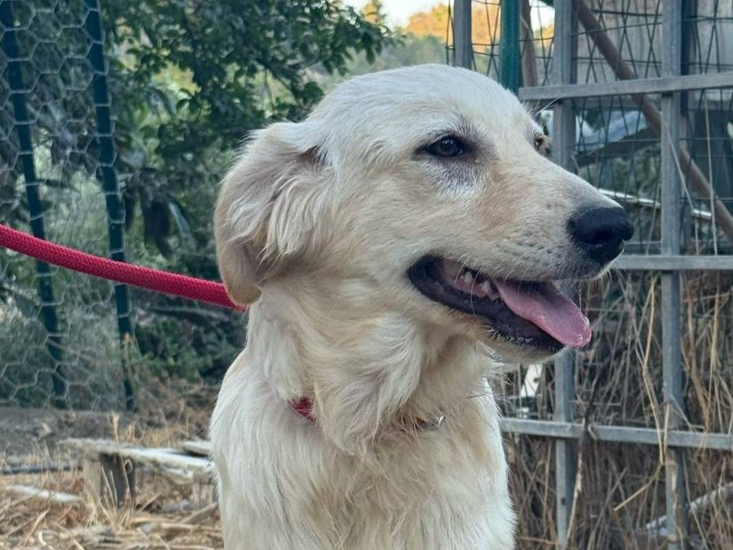 Adotta un cane, femmina, 4 mesi, Crotone