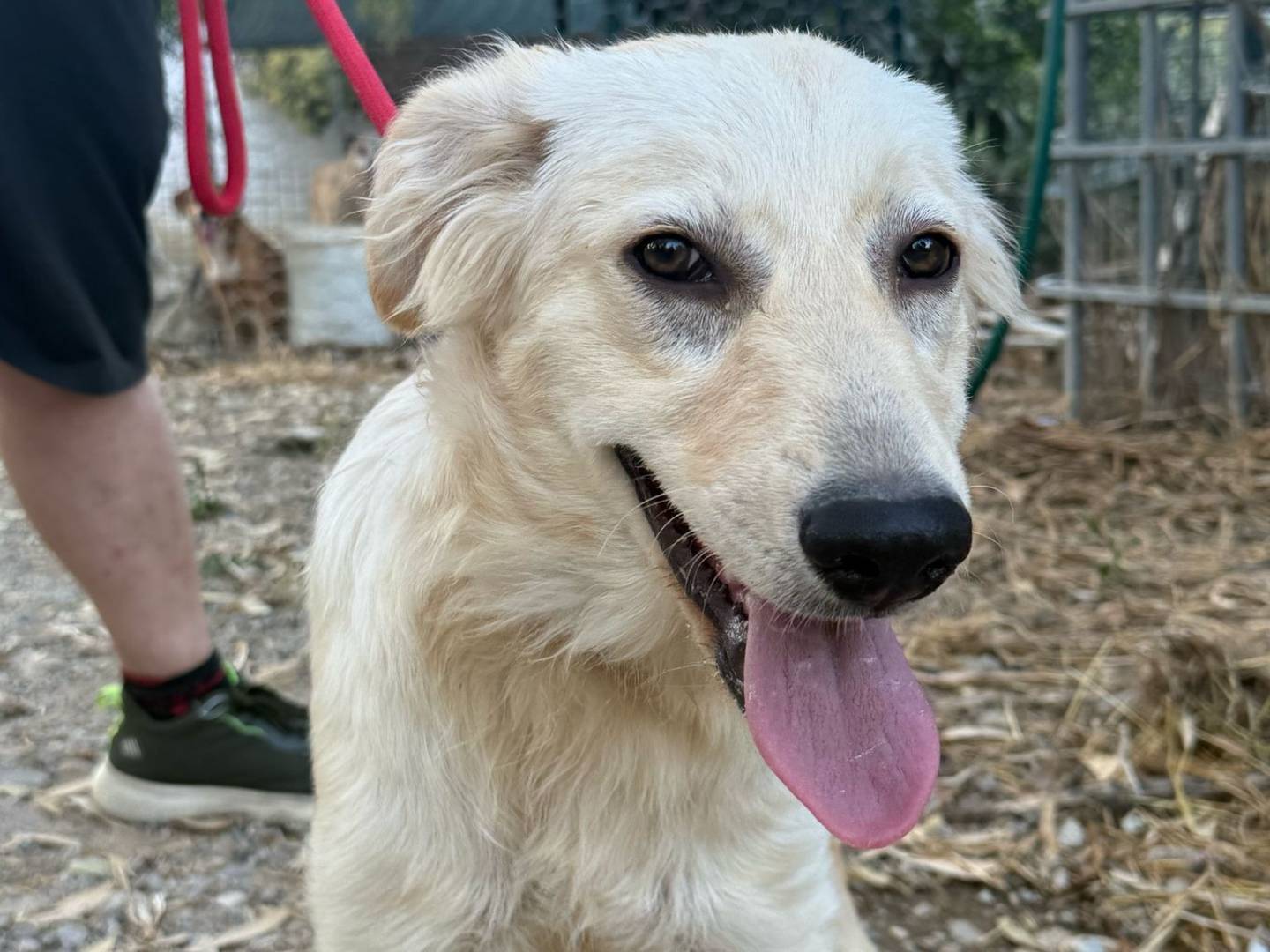 Adotta il cane PALLINA  a Crotone