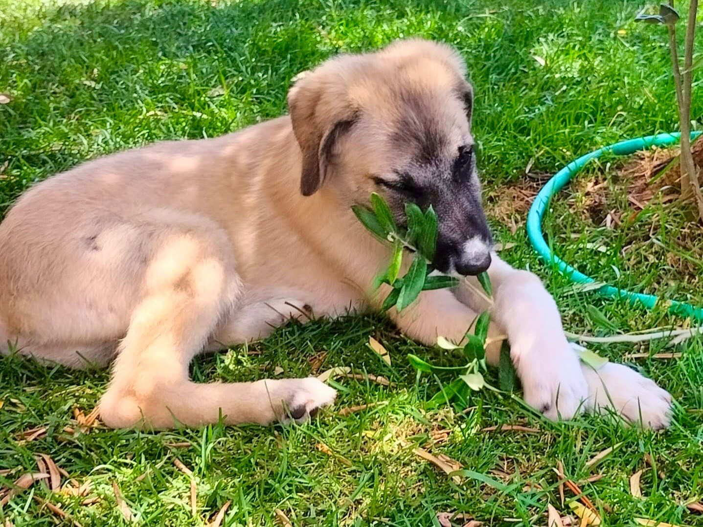 Vuoi adottare un cane a Venezia?