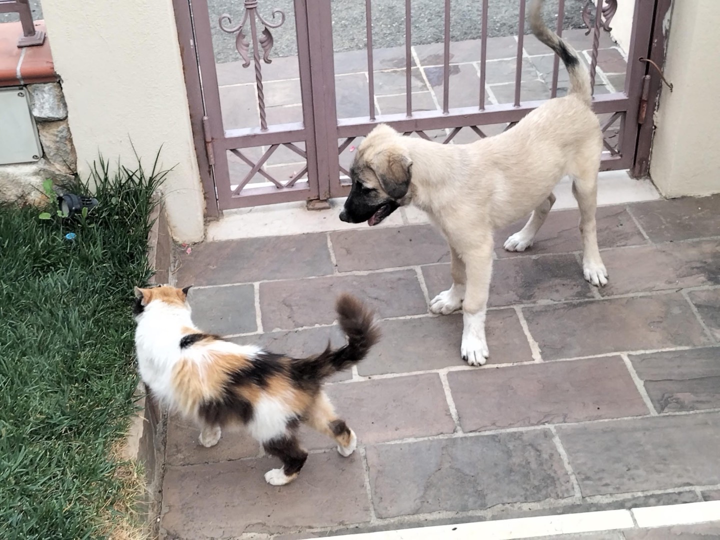 Adotta il cane Salvo a Venezia