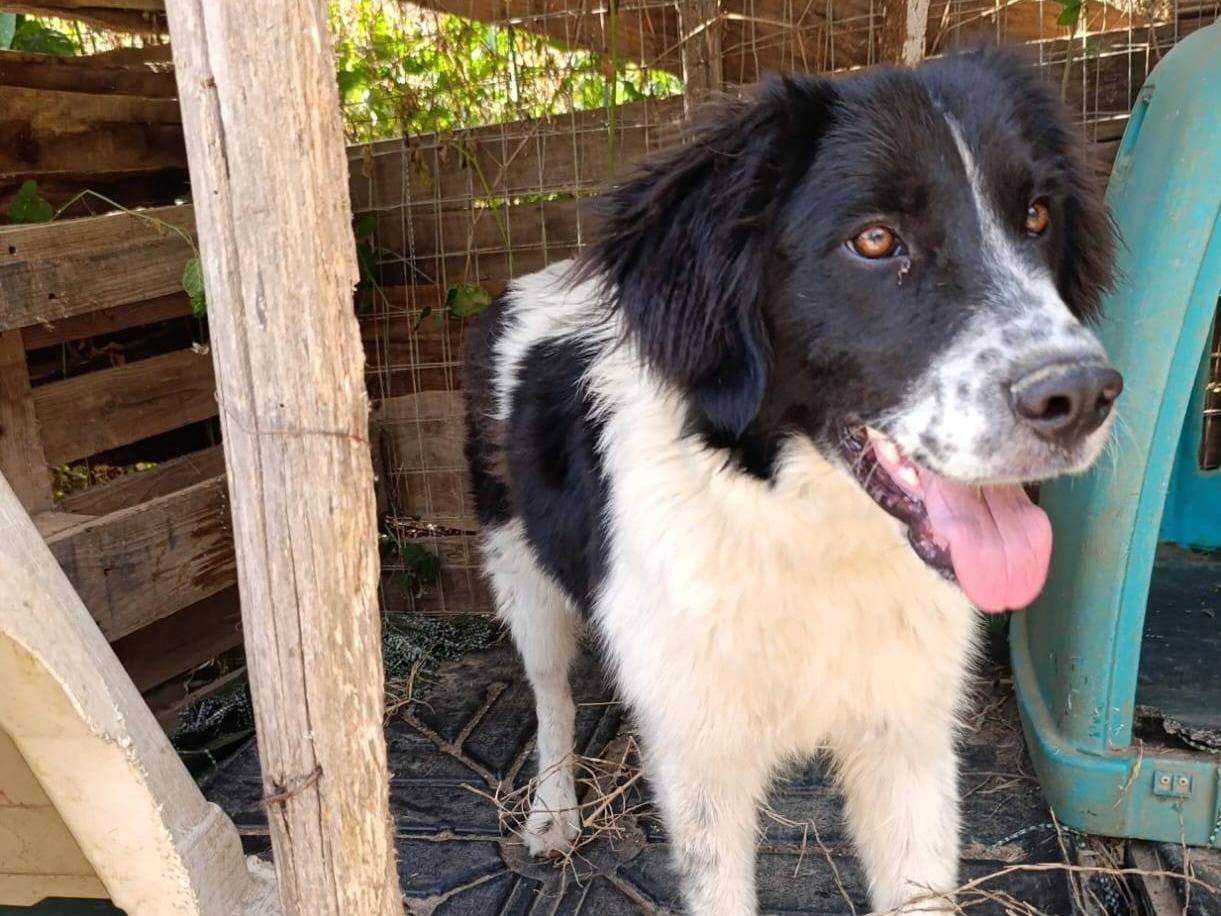 Adotta un cane, maschio, 6 mesi, Catanzaro