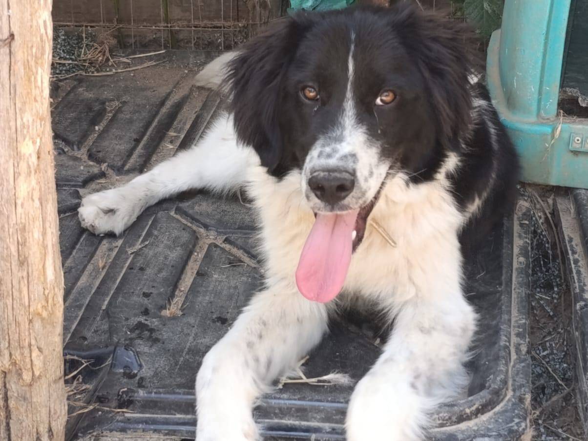 Vuoi adottare un cane a Catanzaro?
