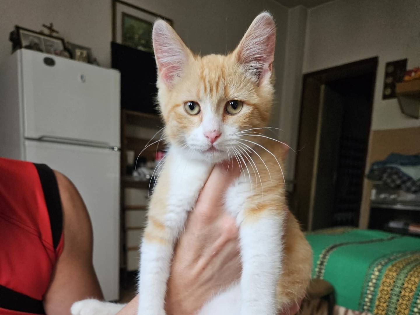 Adotta un gatto, taglia non valida, maschio, Pordenone