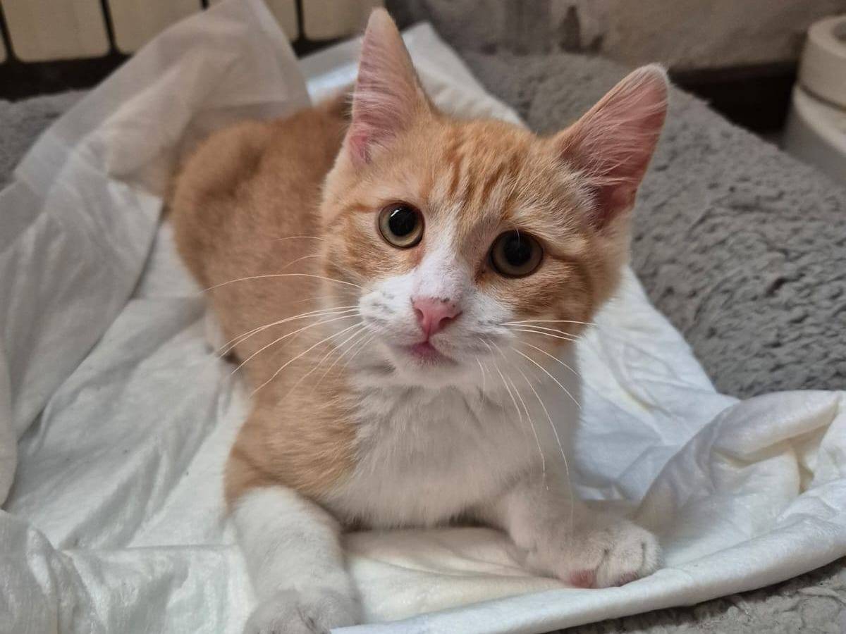 Adotta il gatto SImone a Pordenone