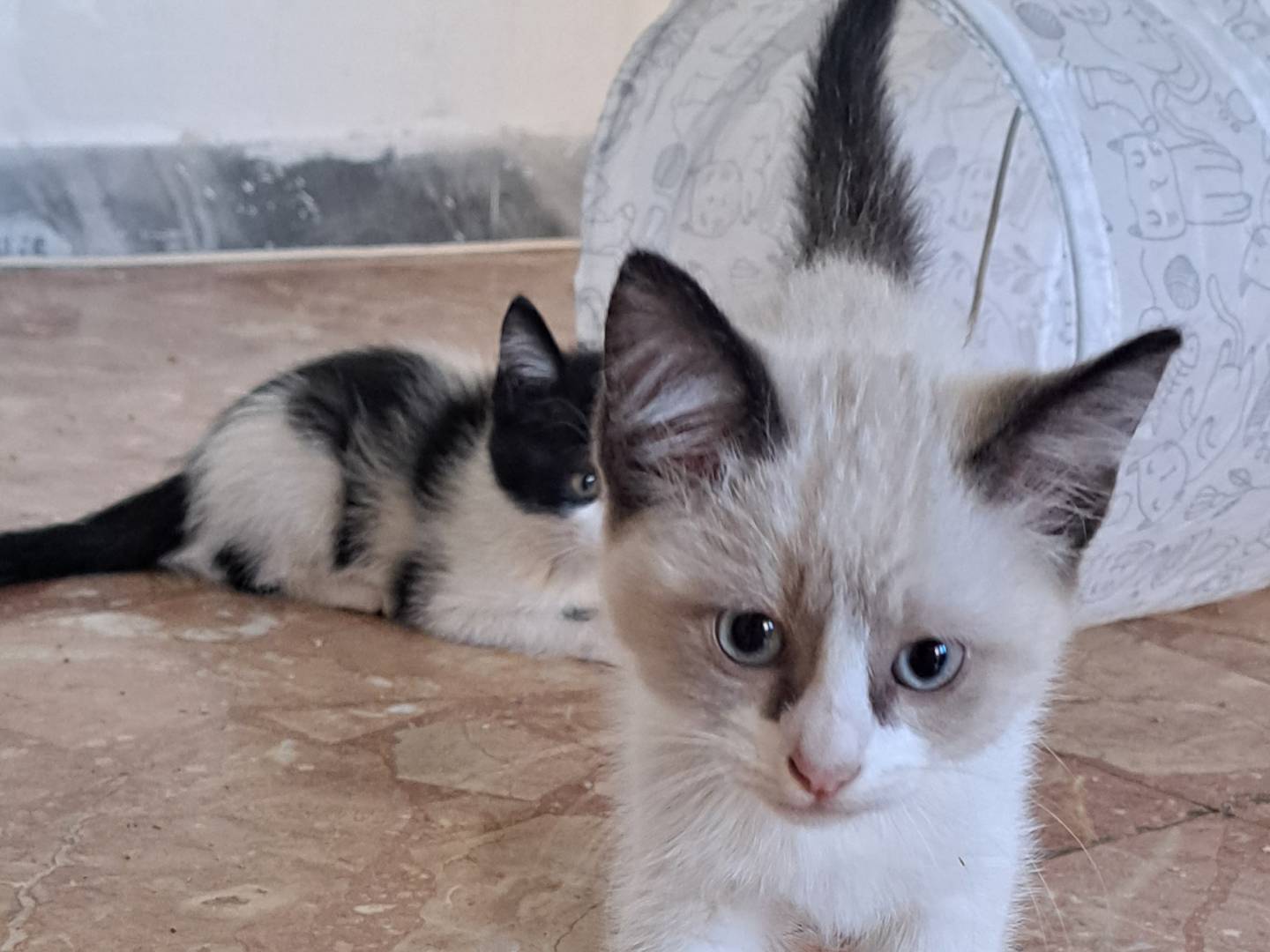 Adotta un gatto, taglia non valida, femmina, Teramo