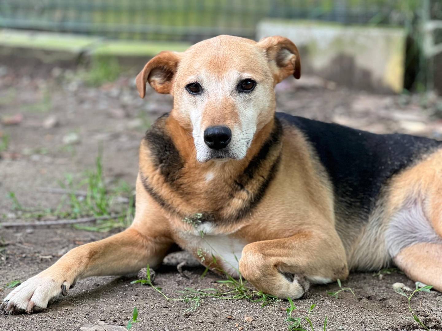 Adotta un cane, femmina, 8 anni , Milano
