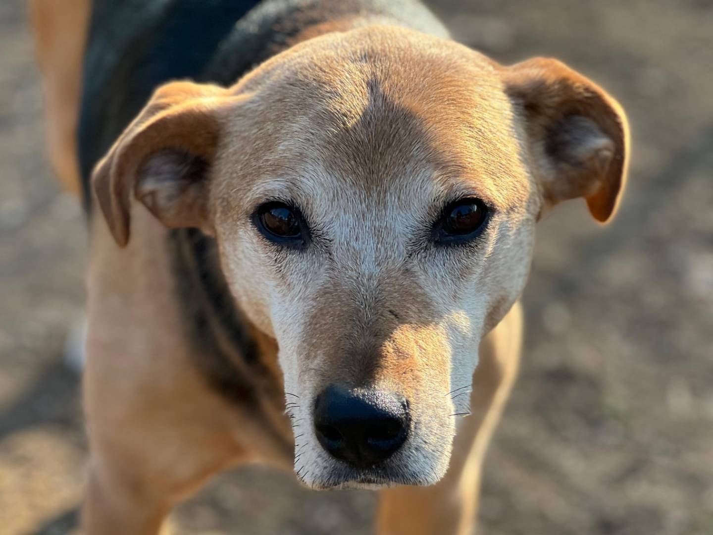 Adotta un cane, taglia media, femmina, Milano