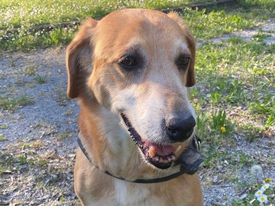Adotta un cane, maschio, 12 anni  e 5 mesi , Milano