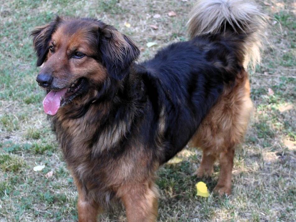 Adotta un cane, maschio, 6 anni  e 5 mesi , Milano