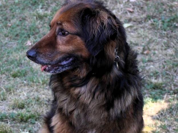 Adotta il cane JOHN a Milano