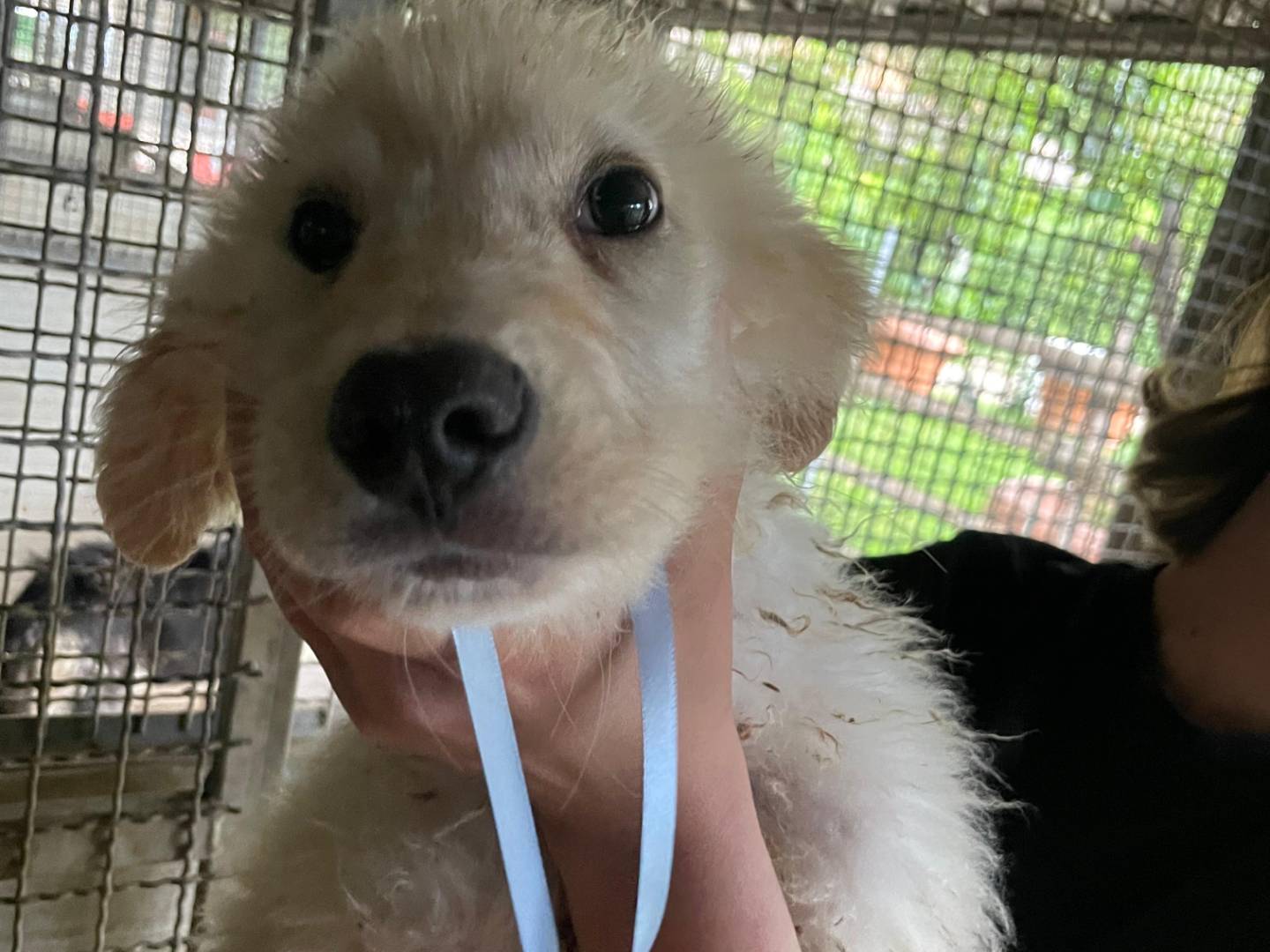 Adotta un cane, maschio, 4 mesi, Latina