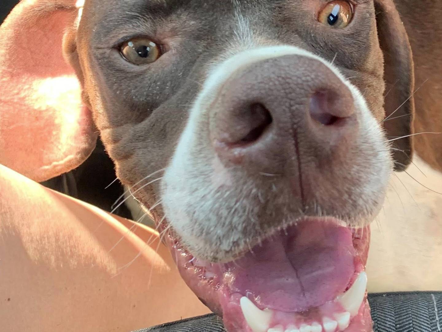 Adotta un cane, maschio, 7 mesi, Bologna