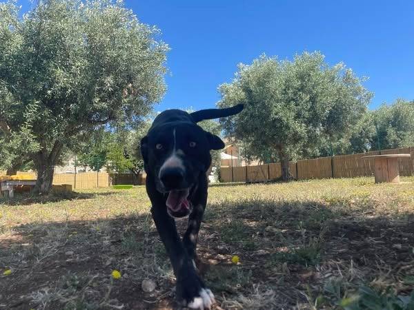 Adotta un cane, maschio, 2 anni  e 4 mesi , Ragusa
