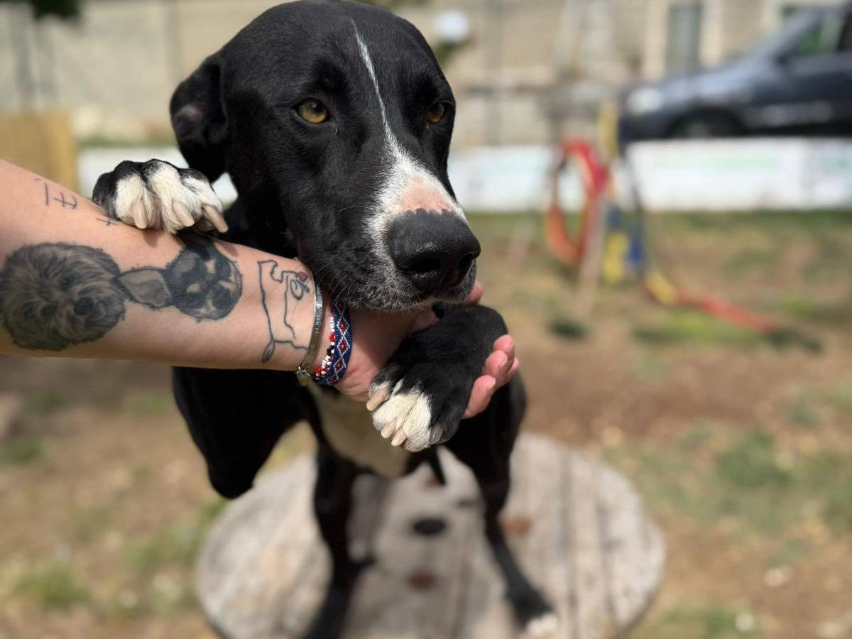 Vuoi adottare un cane a Ragusa?