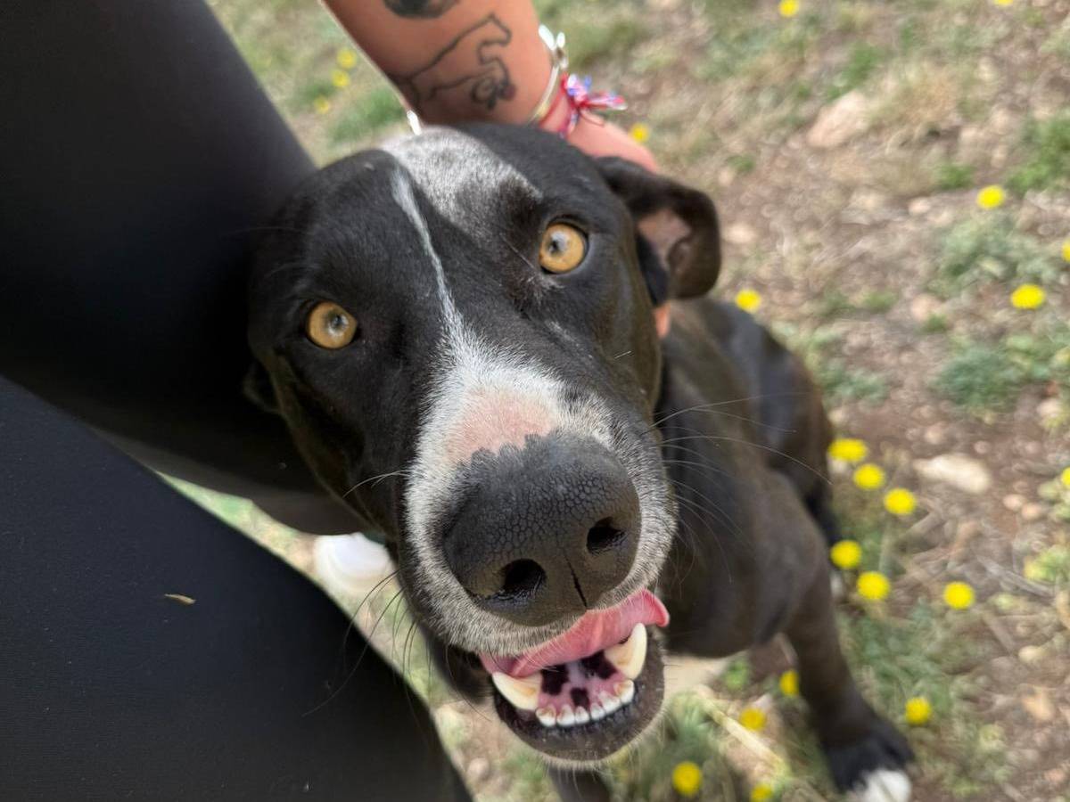 Adotta il cane Rocky a Ragusa