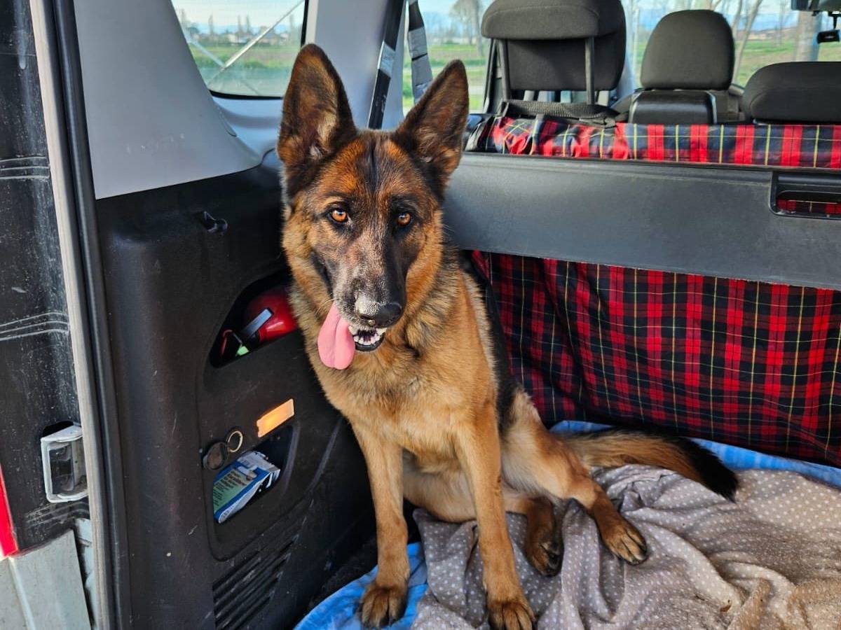 Adotta un cane, femmina, 2 anni  e 5 mesi , Milano