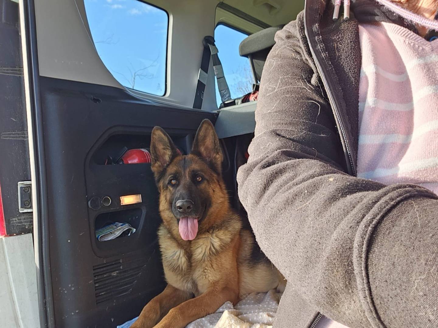Adotta un cane, taglia grande, femmina, Milano