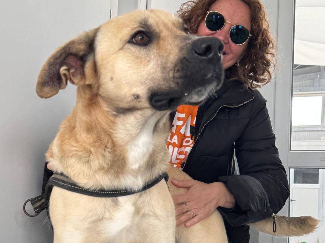 Adotta un cane, taglia grande, maschio, Ragusa
