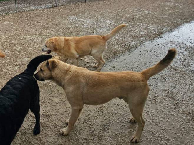 Adotta il cane Biondo a Ragusa