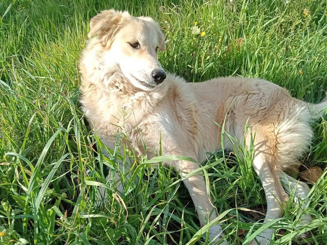 Foto 3 dell'animale