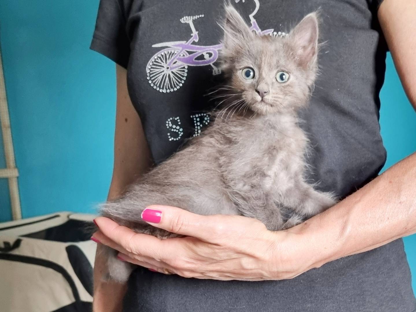 Adotta un gatto, maschio, 1 mesi, Cremona