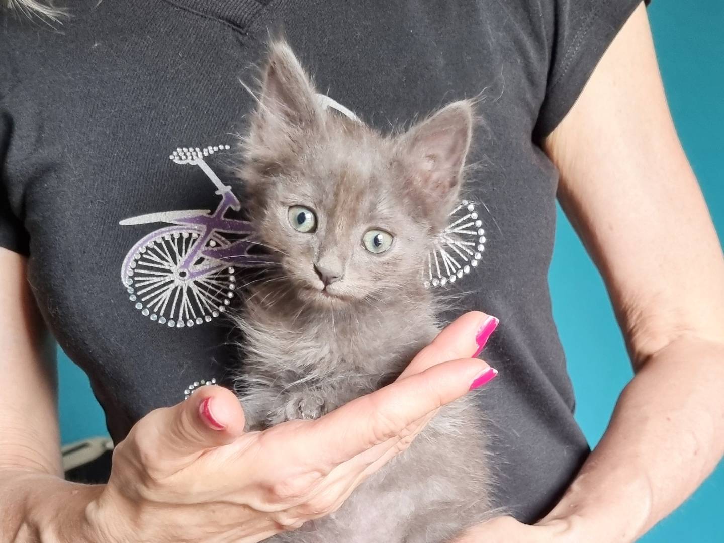 Adotta il gatto BLADE a Cremona