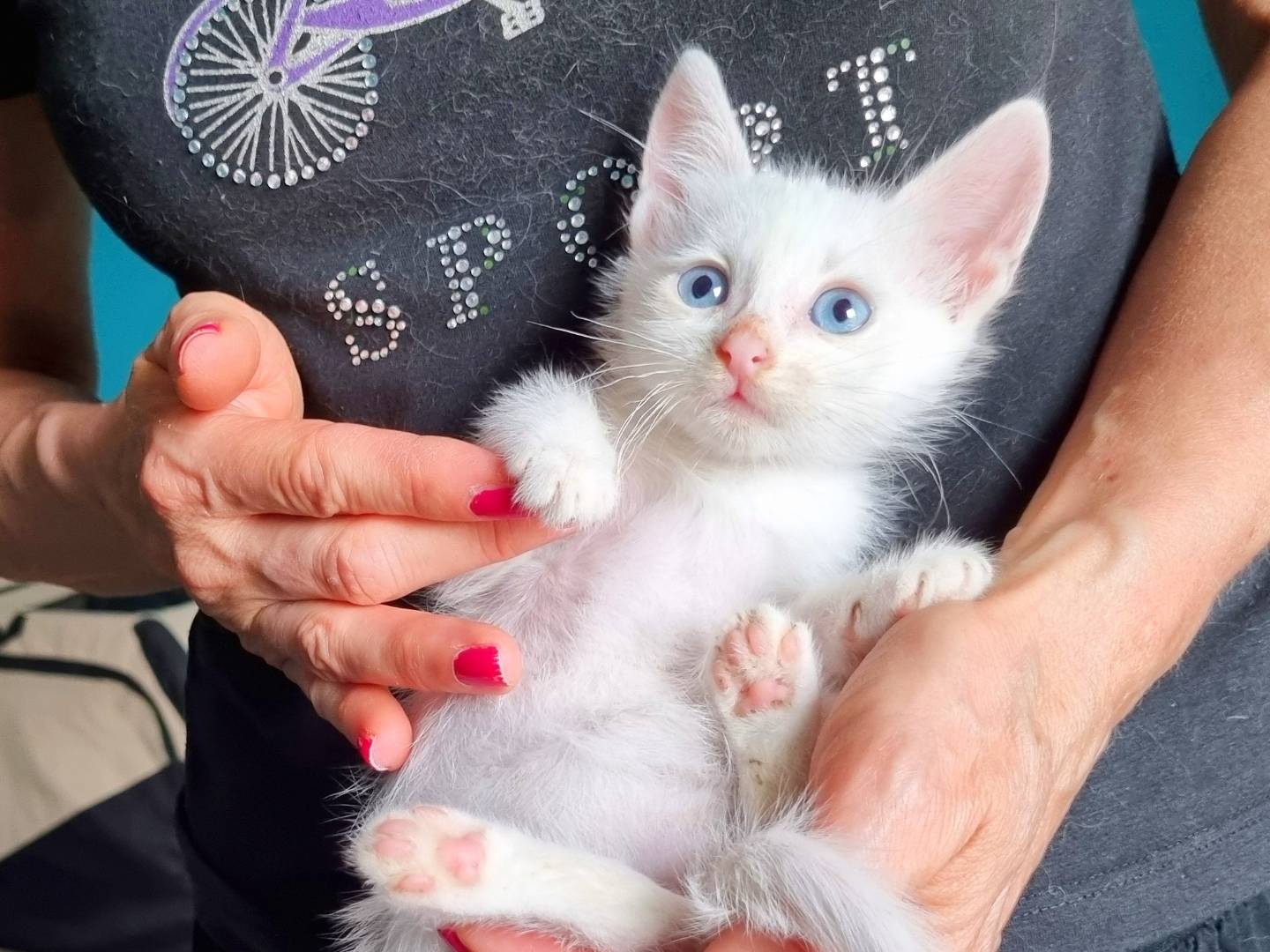 Adotta un gatto, maschio, 1 mesi, Cremona
