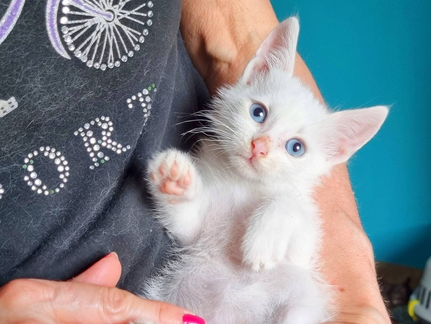 Adotta un gatto, taglia non valida, maschio, Cremona