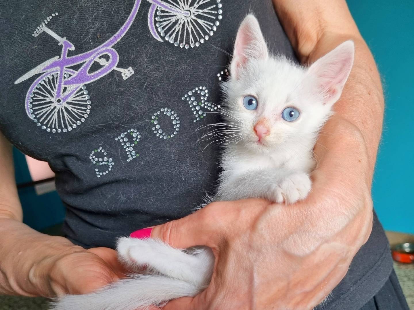 Vuoi adottare un gatto a Cremona?