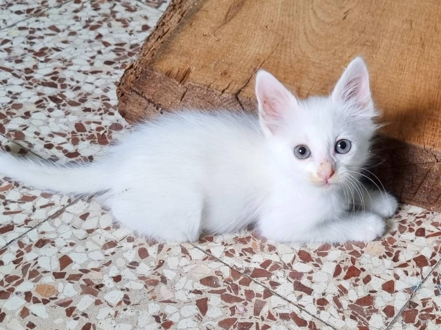 Adotta un gatto, maschio, 1 mesi, Cremona