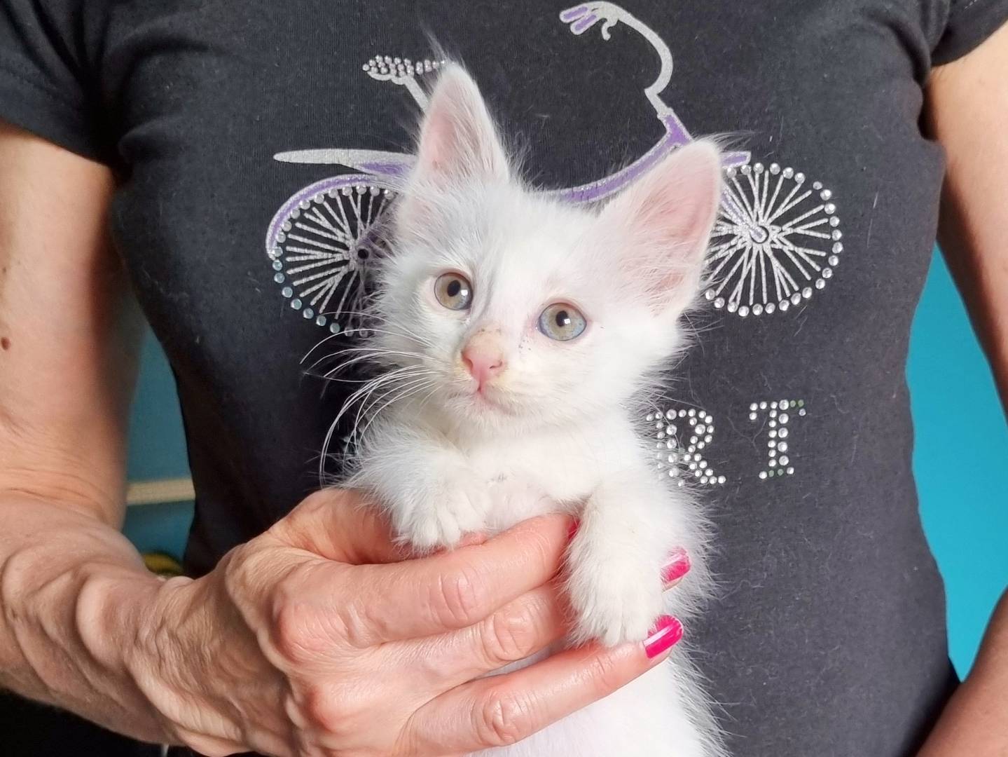 Adotta un gatto, taglia non valida, maschio, Cremona