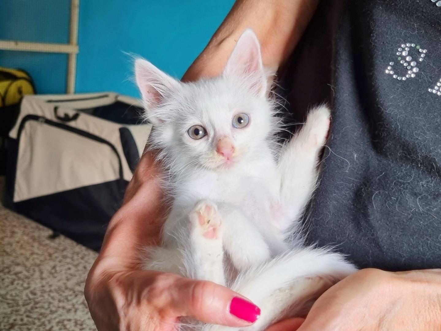 Vuoi adottare un gatto a Cremona?