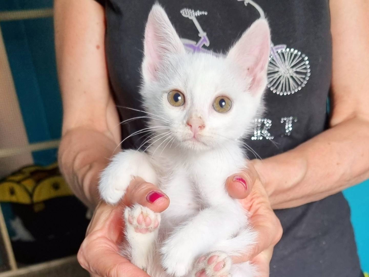 Adotta un gatto, taglia non valida, femmina, Cremona