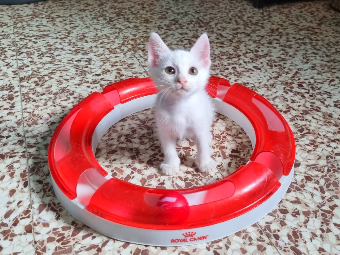 Vuoi adottare un gatto a Cremona?