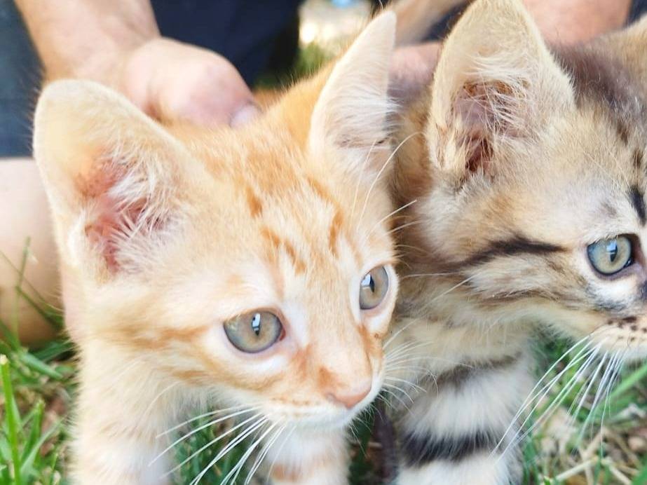 Adotta un gatto, maschio, 2 mesi, Cremona