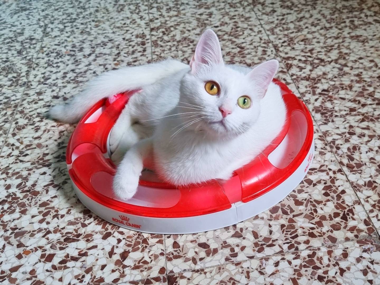 Adotta un gatto, femmina, 11 mesi, Cremona