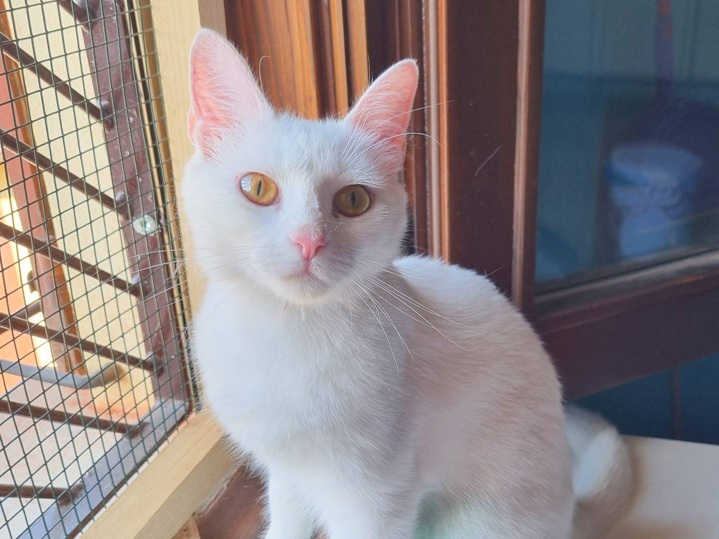 Adotta il gatto BLANCA a Cremona