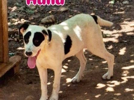 Adotta un cane, maschio, 4 mesi, Cosenza