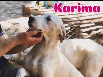 Foto 3 dell'animale