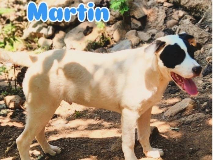 Vuoi adottare un cane a Cosenza?